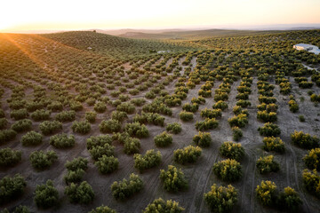 Side view of an olive grove while the sun filters through its leaves at sunset