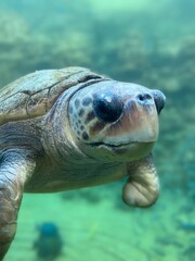 Sea Turtle Upclose