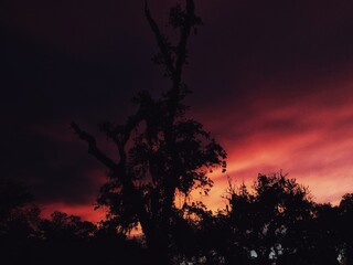 sunset in the forest