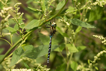 Green-striped darner dragonfly with transparent wings rests shoreline vegetation in a pond habitat