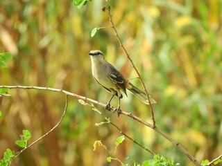 red backed shrike