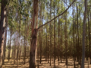 Obraz premium Trees, textures and patterns. Brasil