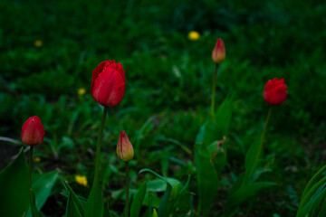 Red garden tulips in green grass at dusk