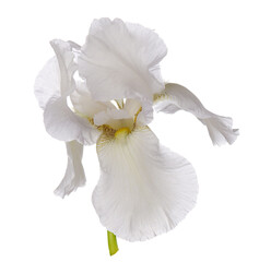 Single white iris flower head isolated on white background