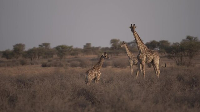 Giraffenfamilie in der afrikanischen  Steppe Namibias