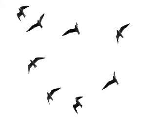 Black-headed gulls flying