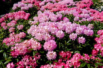 Rhododendron Flowers (pink) and bushes in sunshine