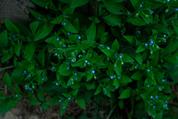 Tiny blue flowers and green leaves as natural background