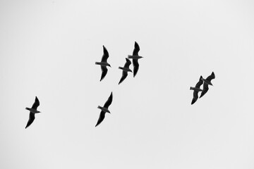 Silhouette of Black-headed gulls flying