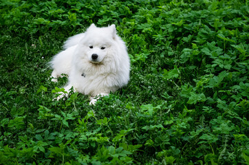 Samoyed dog resting on a green lawn