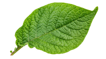 Fototapeta premium leaf of potato on a white background