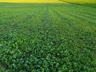 Fototapeta na wymiar green manure cultivation in abruzzo