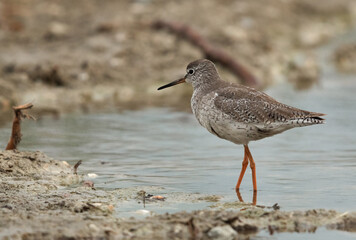 Redshank at Asker Marsh, Bahrain