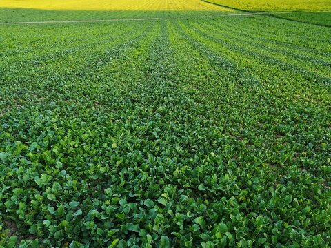 Green Manure Cultivation In Abruzzo