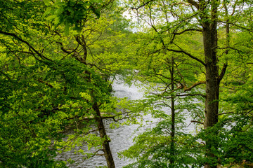 sun shining through trees
