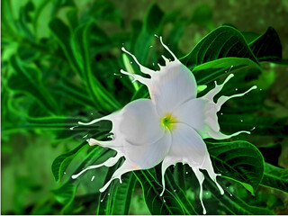 White splash flowers ,Milk Splash Flower Images, Stock images Photos