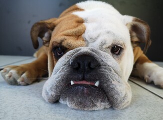 cute closeup of bull dog