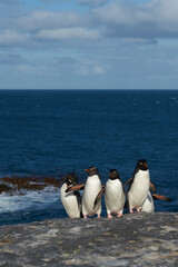 Fototapeta premium Southern Rockhopper Penguins (Eudyptes chrysocome) return to their colony on the cliffs of Bleaker Island in the Falkland Islands