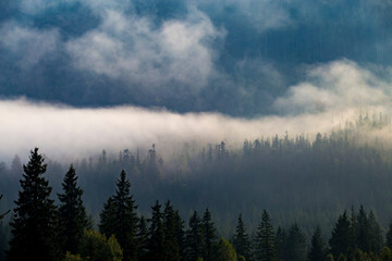 The mountainside overgrown with forest is covered with morning fog
