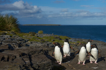 Southern Rockhopper Penguins (Eudyptes chrysocome) return to their colony on the cliffs of Bleaker Island in the Falkland Islands