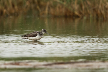 Common Greenshank bathing at asker marsh