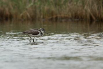 Common Greenshank at Akser Marsh