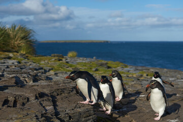Naklejka premium Southern Rockhopper Penguins (Eudyptes chrysocome) return to their colony on the cliffs of Bleaker Island in the Falkland Islands