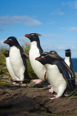 Southern Rockhopper Penguins (Eudyptes chrysocome) return to their colony on the cliffs of Bleaker Island in the Falkland Islands
