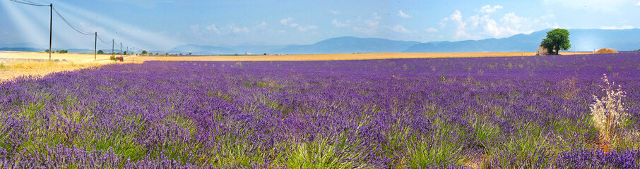 Sehr großes Lavendelfeld auf dem Plateau de Valensole, Panorama