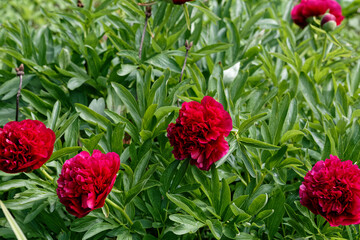 Pivoines en floraison printanière - France
