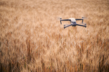 a drone flying over a cereal field prepared for harvesting at sunset while doing a video report