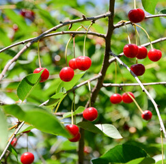 red cherries on a tree