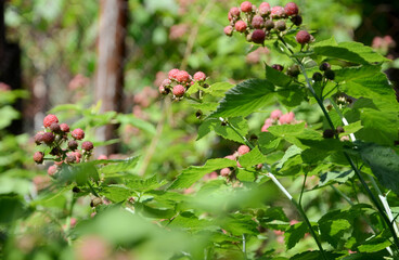 Ripe blackberry in the garden