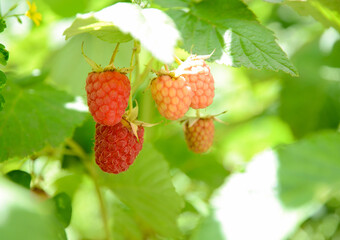 strawberry on a branch