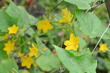 Cucumber flower in the garden