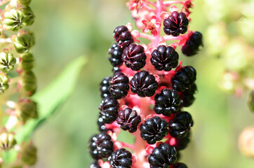 Lakonos medicinal plant with beautiful berries