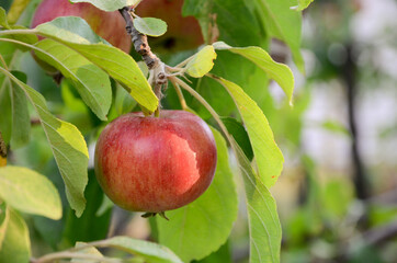 apples on a branch