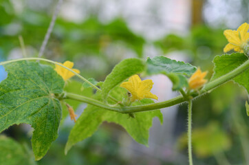 Cucumber flower in the garden