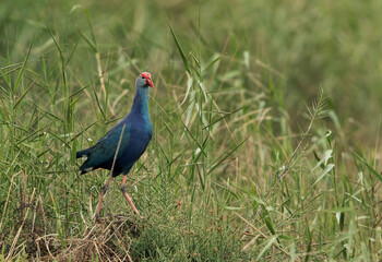 closeup of Swamphen at Asker marsh