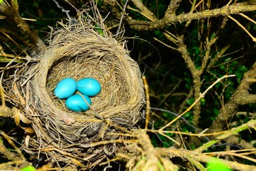 Robin's nest with three bright blue eggs surrounded by branches and greenery. Three bright blue Turdus migratorius eggs within the grass laden nest is springtime. 
