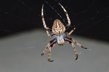 spider on the web