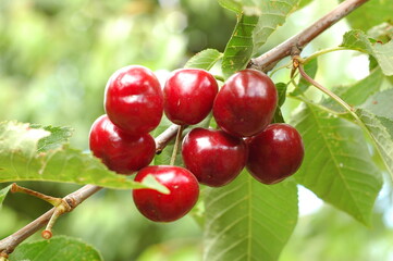 cherries on the tree