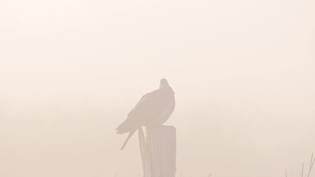 Woodpigeon sitting on the fence post in the morning fog, silhouette, spring, (columba palumbus), germany