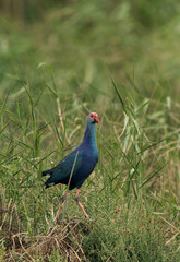 Swamphen on the grasses at Asker marsh