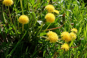 Yellow dandelions grow in the field. Beautiful dandelion. Suitable for background. Summer plants. Flowers.