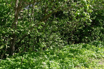 The green background of the shrubs and trees. Plants. Flowering. Suitable for background.