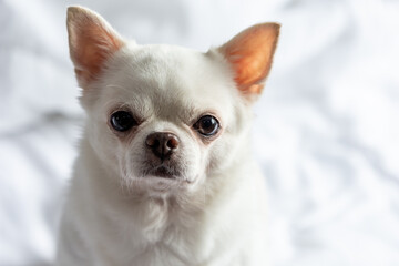 The white Chihuahua puppies sat looking with some perverse eyes on the bed.