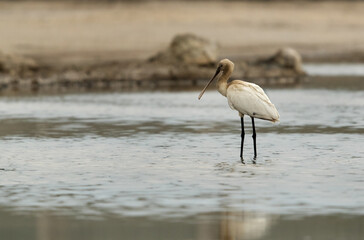 Eurasian Spoonbill juvenile at Asker Marsh