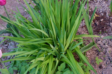 Obraz premium Flower garden: green shrub with sprouts. An unopened flower. Suitable for background. Flowers grow by themselves. Flowering. Plants