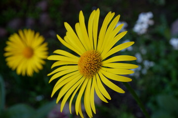 Yellow Doronikum with a blurred background.  Suitable for background. Flowers grow by themselves. Flowering. Plants